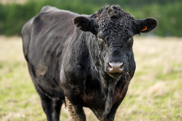 murray grey and Angus cattle grazing on pasture..