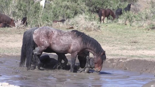 Wild Horses at a Waterhole in the Utha Desert in Spring