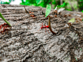 ants in the garden