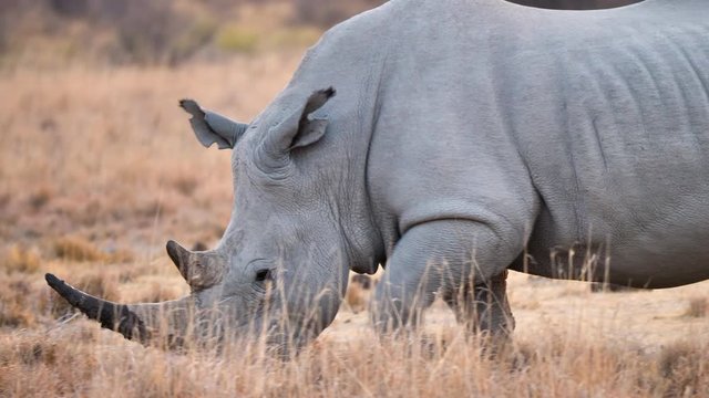 A White Rhino Bull With Muddy Horn Walking On The Grassland At Khama Rhino Sanctuary In Botswana - closeup shot