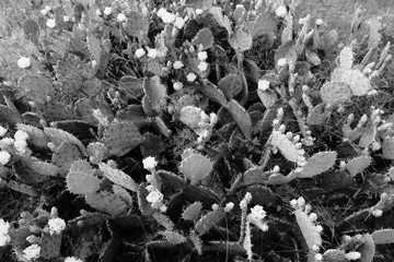 Top view of prickly pear cactus in bloom within Texas landscape, black and white.