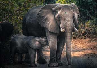 Fototapeta na wymiar Elephant family with young calf