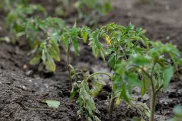Young tomato sprouts are planted in the ground in a greenhouse in spring. Shallow depth of field. selective focus.