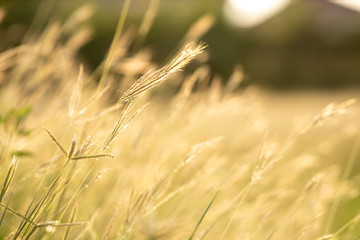 Fototapeta premium Soft focus field of grass yellows during sunset. Grass background