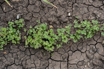 Young sprouts of parsley grow on a in the ground in a greenhouse in spring. Shallow depth of field. selective focus. Dry land in the cracks. Black soil.