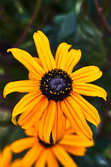 Lovely yellow daisy in a park