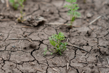 Young sprouts of parsley grow on a in the ground in a greenhouse in spring. Shallow depth of field. selective focus. Dry land in the cracks. Black soil.