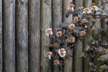 Blühender Teufelsstrauch (Physocarpus opulifolius) vor einem Holzzaun