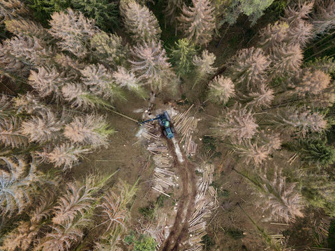 Holzeinschlag im Fichtenwald