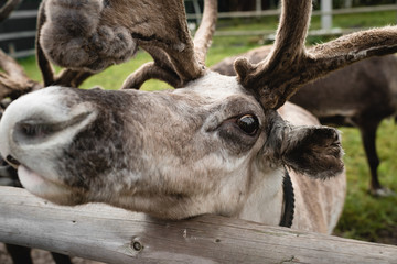 reindeer