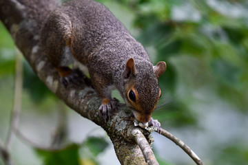 Eastern gray squirrel on branch