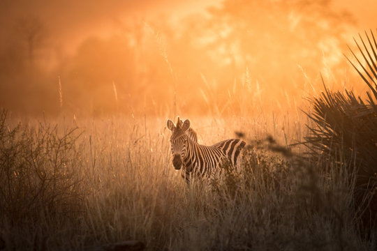 zebra at sunset in Kruger National Park, south Africa 