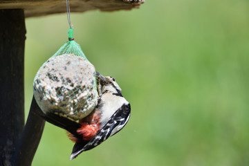 Great spotted woodpecker eating seeds from tallow bullets in spring