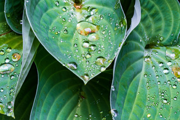 water drops on green leaf hosta © Elizabeth C. Waters