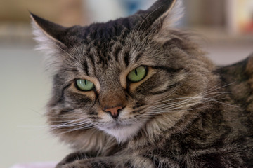 close up portrait of a Maine coon cat