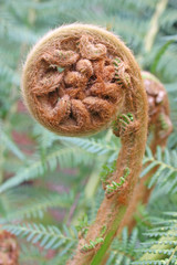 Fern spirals in spring in close up