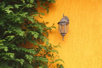 Wall-mounted street lamp in retro style and creepers of green ivy. Bright yellow wall. - Powered by Adobe