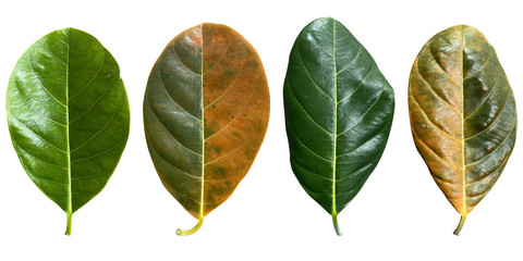 four Jackfruit leaf with beautiful bright green and orange can be used in the concept Environment, global warming. Isolated on white background with clipping path.