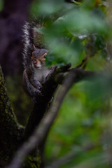 Eastern gray squirrel in tree