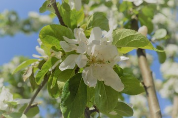 apple tree blossom