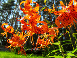 Orange lily flowers in the garden on green background. Beautiful spotty Tiger lily blooms and is lit by natural sunlight.