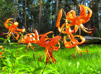 Orange lily flowers in the garden on green background. Beautiful spotty Tiger lily blooms and is lit by natural sunlight.