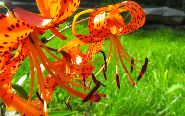 Orange lily flowers in the garden on green background. Beautiful spotty Tiger lily blooms and is...