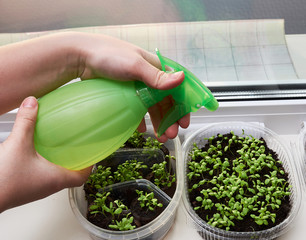 The girl holds with her hands a spray bottle watering young flowers and plants standing on the...