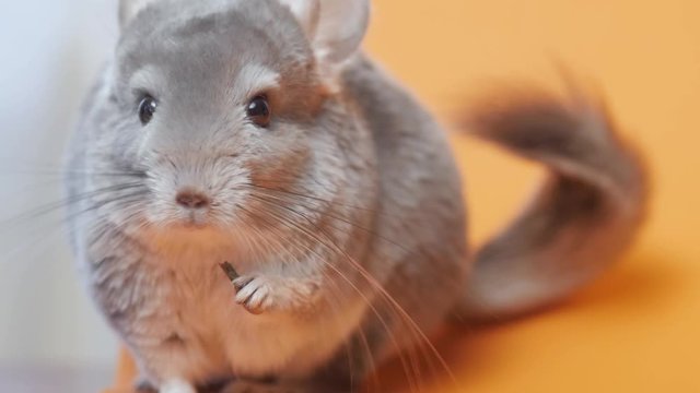 cute gray chinchilla sitting on orange colored studio background, lovely pets concept, purebred fluffy rodent, funny animals