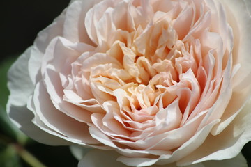 Apricot Pink English Rose