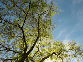 Fototapeta premium Summer forest bottom view, early in the morning against blue sky