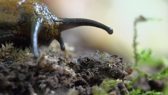Close-up lockdown shot of gastropoda eating small plants in forest - Steigerwald, Germany