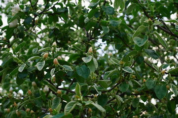 green apple tree with yellow buds against the sky