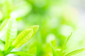 closeup green plant leaf nature fresh abstract greenery blur bokeh background with copy space in garden use for backdrop or wallpaper.