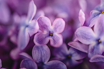 Naklejka na ściany i meble close up of lilac flowers filled frame detail 