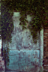 ragged wooden background with hanging ivy leaves with a blue tint