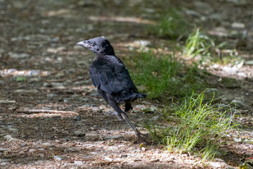 Fototapeta premium Newly fledged Jackdaw (Corvus monedula) walking along the ground