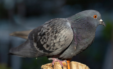 Rock dove, or common pigeon, is a member of the bird Columbidae. A young male bird is sitting on a post.