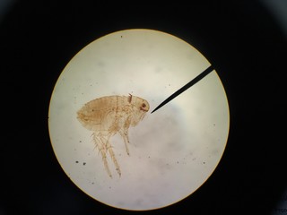 Rat flea