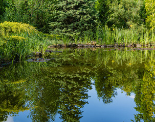 Magical garden pond with purple leaves of water lilies or lotuses. blurred background. Selective focus. Evergreens and yellow flowers of marsh irises on shore. Reflection of plants in water.