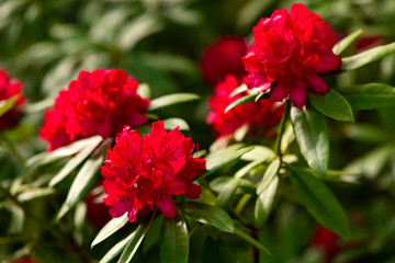 Rhododendron rot Blüten Dolde Blütenstand Nahaufnahme Makro Park Rombergpark Dortmund Busch Baum Gehölz Frühling Pracht Botanischer Garten giftig