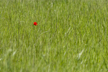 A single Poppy in a field near East Grinsted
