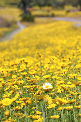 stand out in the flowers