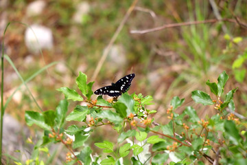 Southern White Admiral butterfly (Limenitis reducta) on a small bush. Selective focus. 