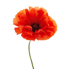 Poppy isolated on white background. Wild spring wildflower.