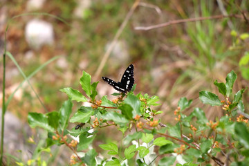 Southern White Admiral butterfly (Limenitis reducta) on a small bush. Selective focus. 