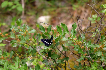 Southern White Admiral butterfly (Limenitis reducta) on a small bush. Selective focus. 
