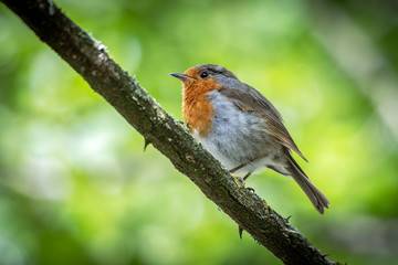 Robin perched in a tree on a spring day