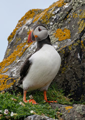 Close up of Atlantic Puffin (Fratercula arctica) Wildlife animal