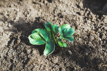 Strawberry plant in the garden. Selective focus.